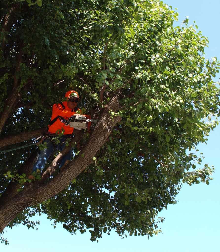 Galopa Services tree trimming services in enid, ok