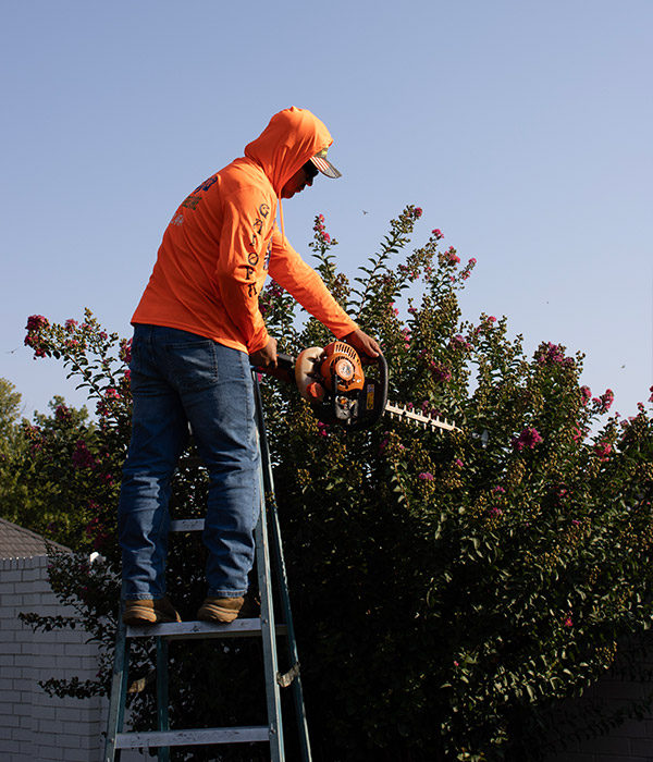 Galopa Services tree trimming services